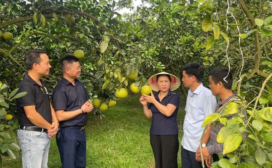Khuyến nông Hà Tĩnh: 80 năm hành trình dệt nên những mùa vàng bội thu