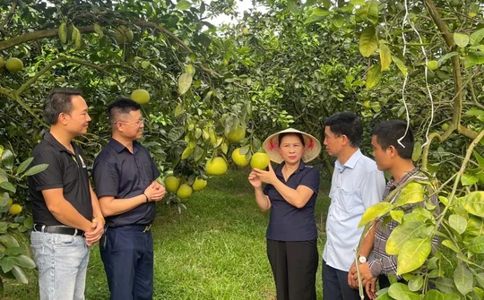 Khuyến nông Hà Tĩnh: 80 năm hành trình dệt nên những mùa vàng bội thu