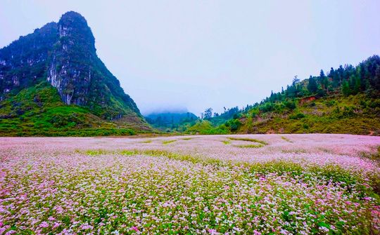 Tuyên Quang: Từ sắc hoa vùng đá đến động lực phát triển du lịch