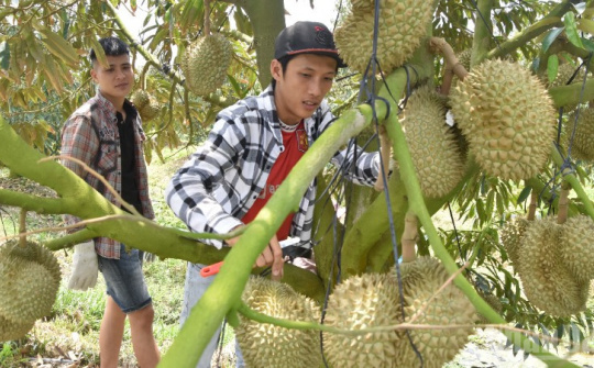 Đồng Tháp chuẩn hóa vùng sầu riêng – Bước đi chiến lược chinh phục thị trường xuất khẩu