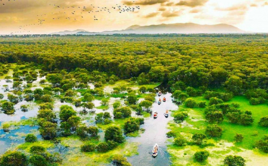 Tây Ninh hoàn thành vượt mục tiêu Đề án “Trồng một tỷ cây xanh”