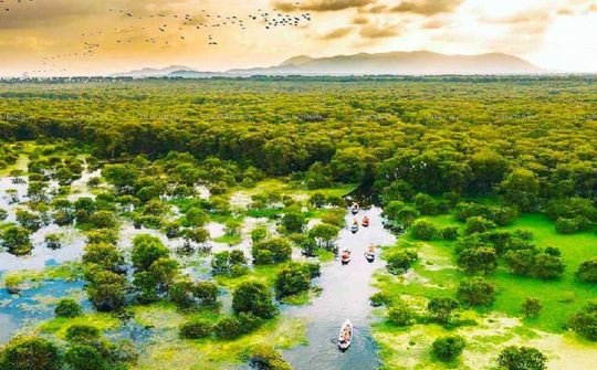 Tây Ninh hoàn thành vượt mục tiêu Đề án “Trồng một tỷ cây xanh”