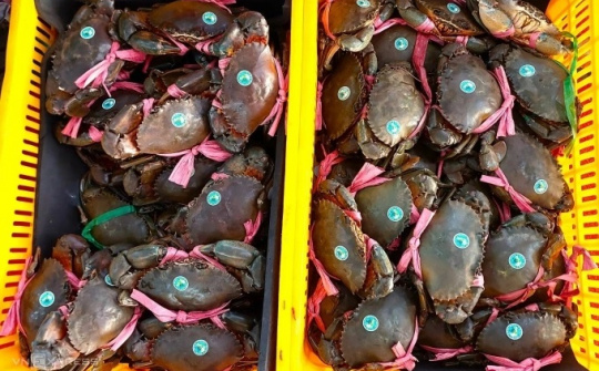 Cà Mau xây dựng vùng nuôi cua biển 50.000 ha, mở rộng dư địa xuất khẩu bền vững