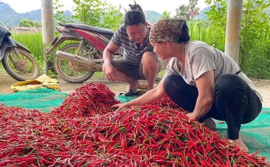 Xuân Hòa, Lào Cai: Nâng cao chất lượng công tác giảm nghèo và giải quyết việc làm - Từ tuyên truyền đến hành động thực chất