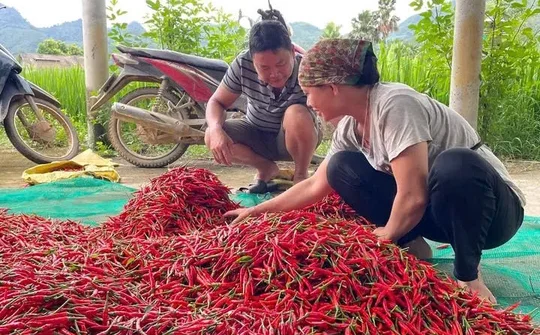 Xuân Hòa, Lào Cai: Nâng cao chất lượng công tác giảm nghèo và giải quyết việc làm - Từ tuyên truyền đến hành động thực chất