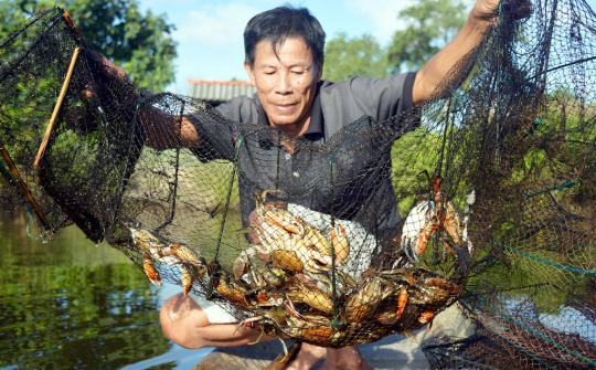 Cà Mau nâng tầm nghề nuôi cua, hướng tới phát triển bền vững