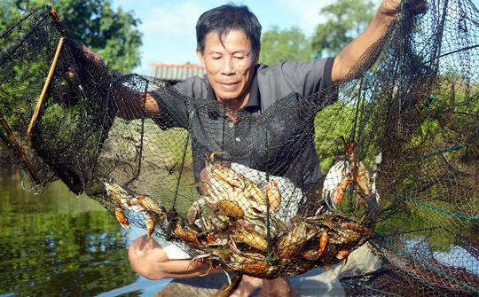 Cà Mau nâng tầm nghề nuôi cua, hướng tới phát triển bền vững