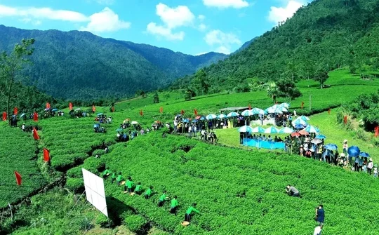 Trà Thái Nguyên – Hương sắc danh trà 2025: Tôn vinh di sản, lan tỏa giá trị văn hóa và phát triển bền vững