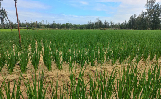 Nông nghiệp An Lương vượt khó năm 2025, hướng tới phát triển bền vững năm 2026