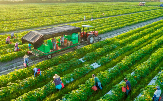 Phát triển nông nghiệp, nông thôn Việt Nam và triển vọng đến 2050