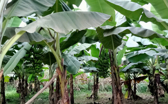 Màu xanh hồi sinh từ đất nghèo Xuân Hòa