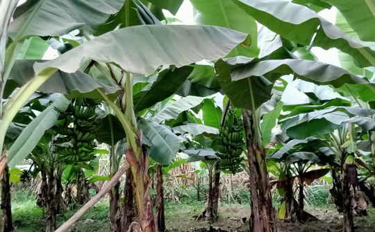 Màu xanh hồi sinh từ đất nghèo Xuân Hòa