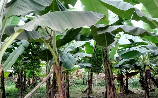 Màu xanh hồi sinh từ đất nghèo Xuân Hòa