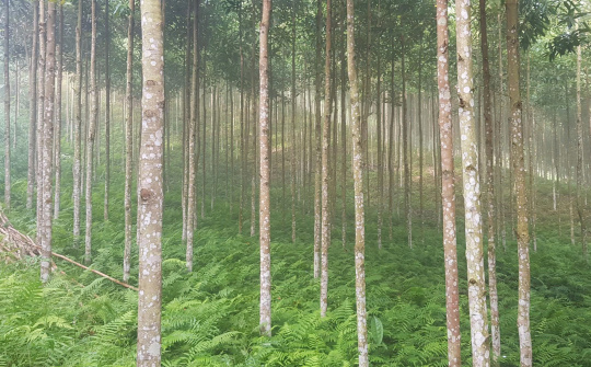 Sinh kế xanh cho vùng khó khăn: Liên kết phát triển ngành hàng quế hữu cơ tại Xuân Hòa