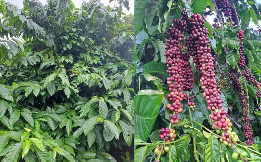 Phòng Kinh tế xã Chư Prông (Gia Lai): Nỗ lực bứt phá, phát triển kinh tế - xã hội bền vững