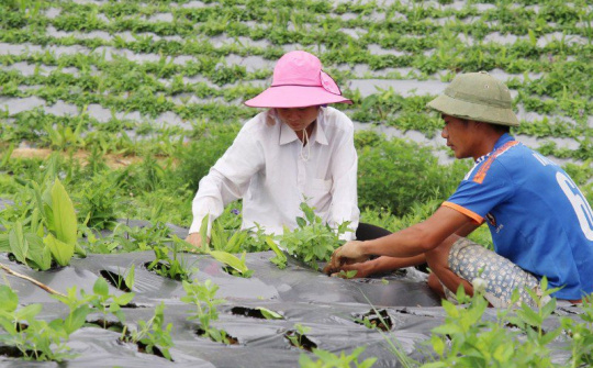 Kích hoạt dòng vốn đầu tư, Đà Nẵng tạo đà phát triển công nghiệp dược liệu