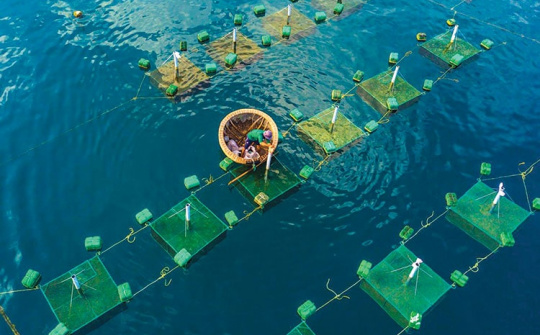 Không hoàn thành kế hoạch chuyển đổi nghề cho ngư dân, người đứng đầu địa phương phải chịu trách nhiệm