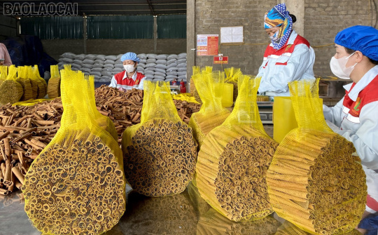 Xã Xuân Hoà (Lào Cai): Quả ngọt trên hành trình giảm nghèo bền vững