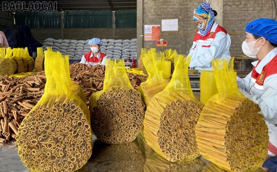 Xã Xuân Hoà (Lào Cai): Quả ngọt trên hành trình giảm nghèo bền vững