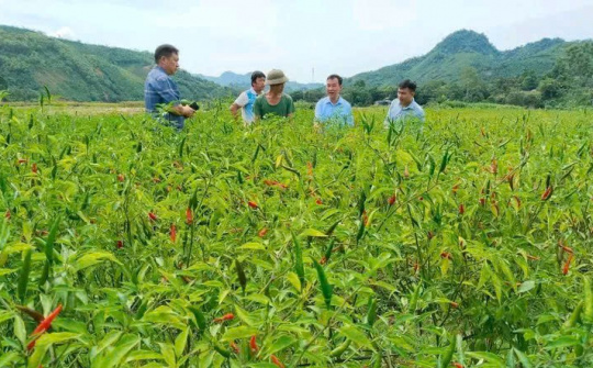 Hiệu quả trong công tác xoá đói giảm nghèo vùng đồng bào dân tộc thiểu số tại xã Xuân Hoà, tỉnh Lào Cai