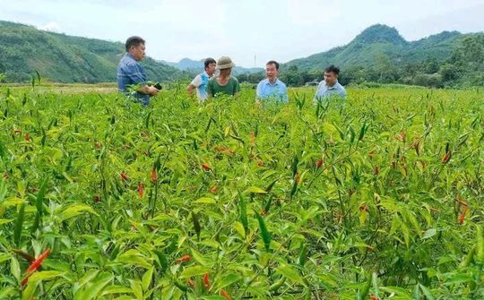 Hiệu quả trong công tác xoá đói giảm nghèo vùng đồng bào dân tộc thiểu số tại xã Xuân Hoà, tỉnh Lào Cai