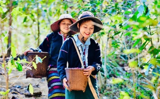 Phát triển kinh tế tập thể, hợp tác xã theo mô hình xanh, số, tuần hoàn