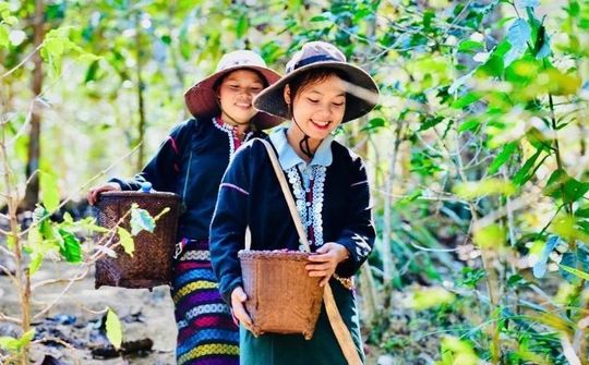 Phát triển kinh tế tập thể, hợp tác xã theo mô hình xanh, số, tuần hoàn