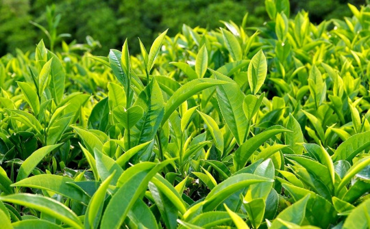 Nâng tầm thương hiệu trà Thái Nguyên thúc đẩy kinh tế và ngoại giao quốc tế