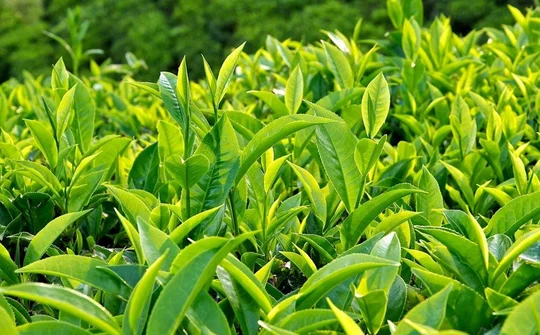 Nâng tầm thương hiệu trà Thái Nguyên thúc đẩy kinh tế và ngoại giao quốc tế