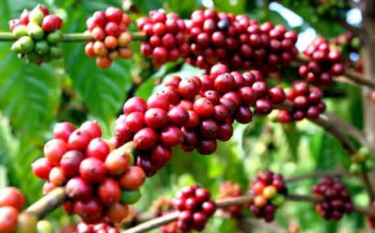 Buôn Ma Thuột – “Điểm đến của cà phê thế giới”