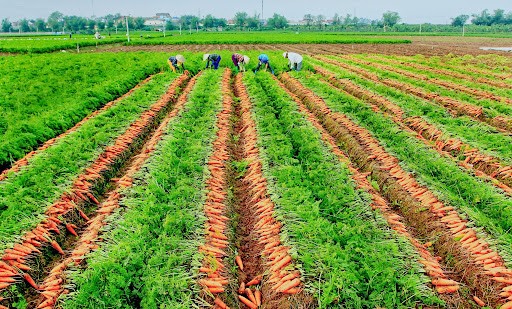 Chuyển đổi mạnh từ tư duy sản xuất sang tư duy kinh tế nông nghiệp