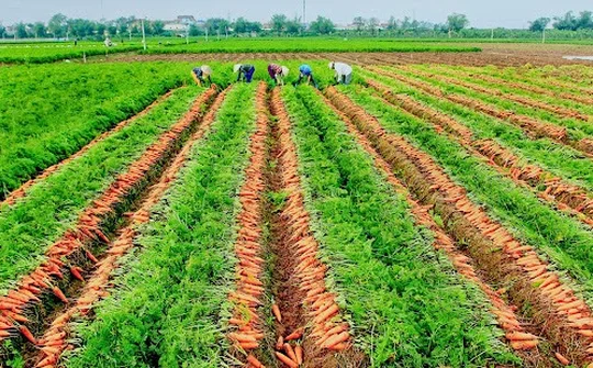 Chuyển đổi mạnh từ tư duy sản xuất sang tư duy kinh tế nông nghiệp