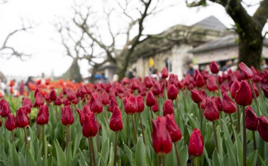 Hàng ngàn bông tulip ngợp ngời trên đỉnh Bà Nà