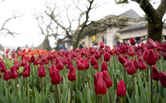 Hàng ngàn bông tulip ngợp ngời trên đỉnh Bà Nà