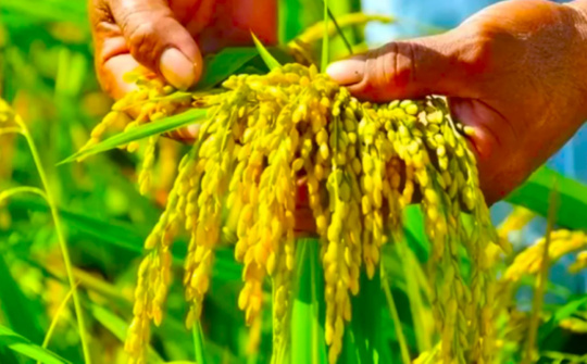 Đảm bảo cân đối cung cầu lúa gạo trước diễn biến thị trường thế giới và trong nước