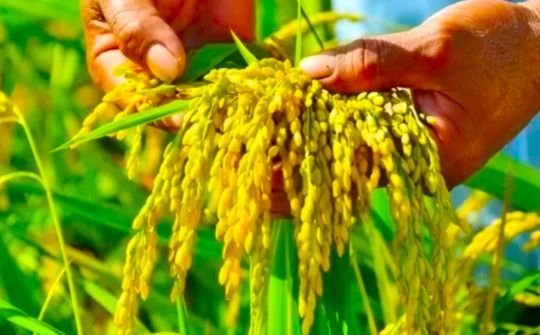 Đảm bảo cân đối cung cầu lúa gạo trước diễn biến thị trường thế giới và trong nước