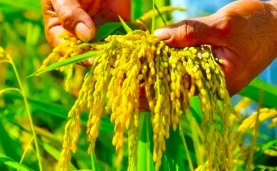 Đảm bảo cân đối cung cầu lúa gạo trước diễn biến thị trường thế giới và trong nước