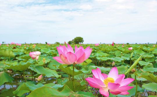 Hướng đến Lễ hội Làng Sen năm 2025