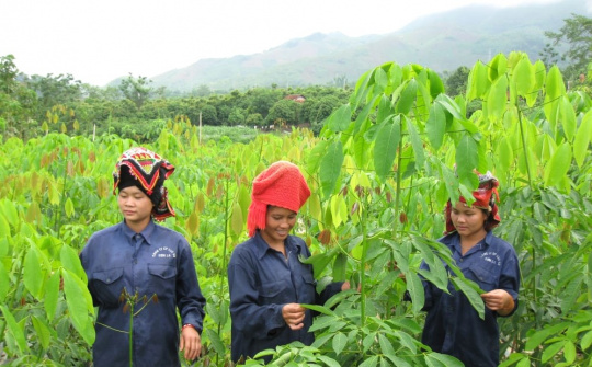 Cây cao su nối tình hữu nghị 3 nước Việt Nam - Lào - Campuchia