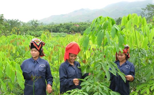 Cây cao su nối tình hữu nghị 3 nước Việt Nam - Lào - Campuchia
