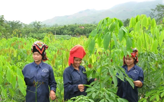Cây cao su nối tình hữu nghị 3 nước Việt Nam - Lào - Campuchia