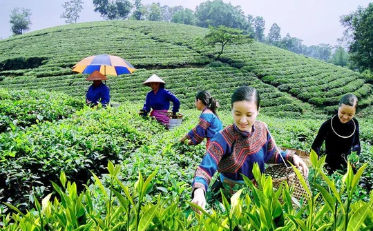 Thực hiện tốt nhất phát triển KTXH vùng đồng bào dân tộc thiểu số và miền núi