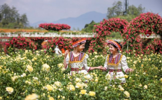 Độc đáo đồi hoa anh đào giữa núi rừng Tây Bắc