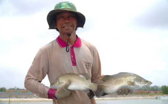 Sóc Trăng và hành trình đưa cá chẽm 'ra khơi'