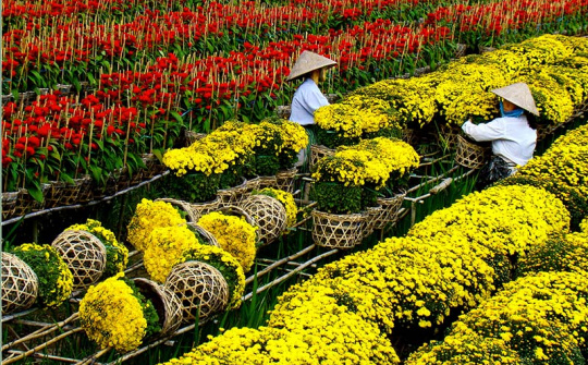 Đồng Tháp: Hướng đến Festival hoa Sa Đéc lần thứ II