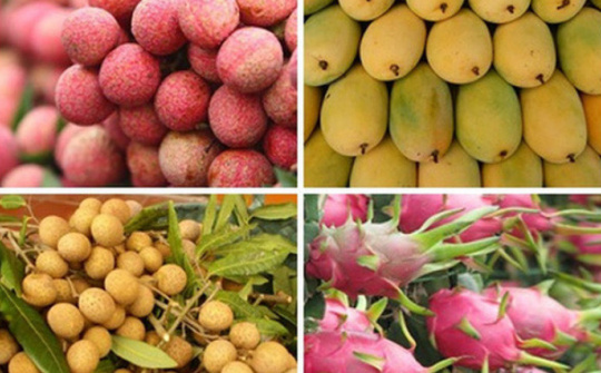 Chủ động triển khai các biện pháp bảo đảm sản xuất, chế biến, tiêu thụ và xuất khẩu nông sản