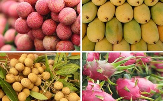 Chủ động triển khai các biện pháp bảo đảm sản xuất, chế biến, tiêu thụ và xuất khẩu nông sản