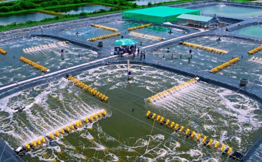 Bạc Liêu: Phát triển ngành tôm theo hướng bền vững, hiệu quả và hiện đại