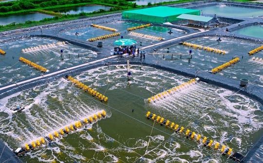Bạc Liêu: Phát triển ngành tôm theo hướng bền vững, hiệu quả và hiện đại
