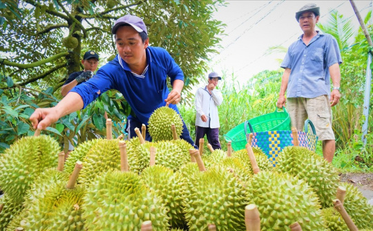 Cần Thơ: Lần đầu tiên giới thiệu sầu riêng Ri6 tới người tiêu dùng miền Bắc
